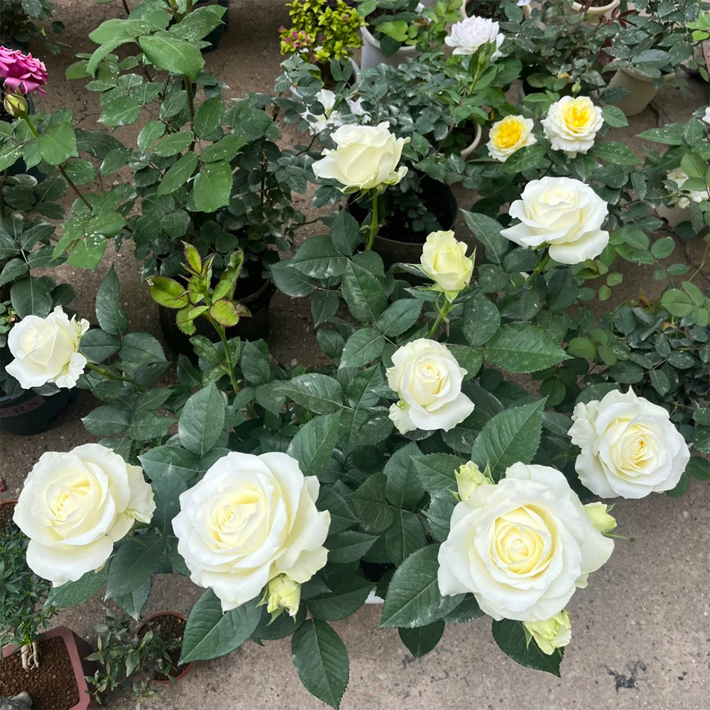 Proud Dutch Florist Shrub Rose
