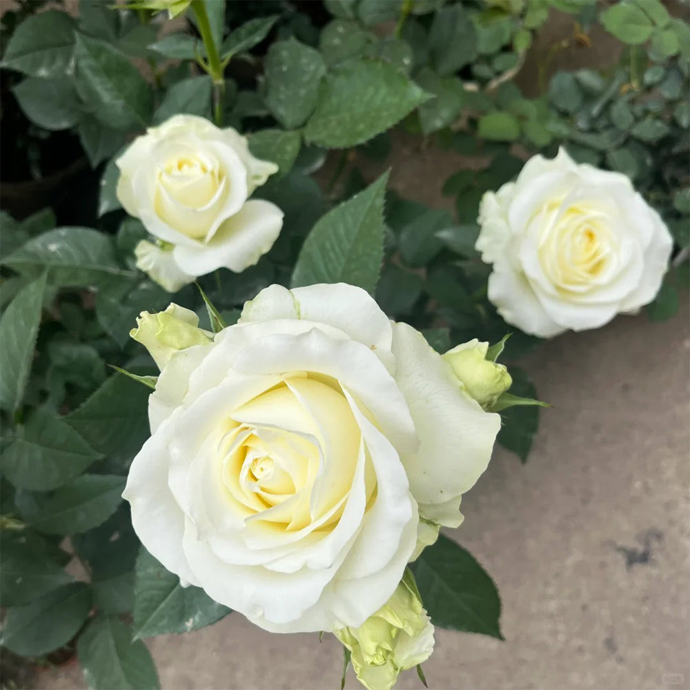 Proud Dutch Florist Shrub Rose