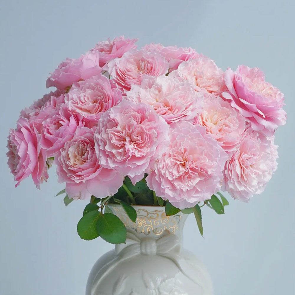 Puff Manor Florist Shrub Rose