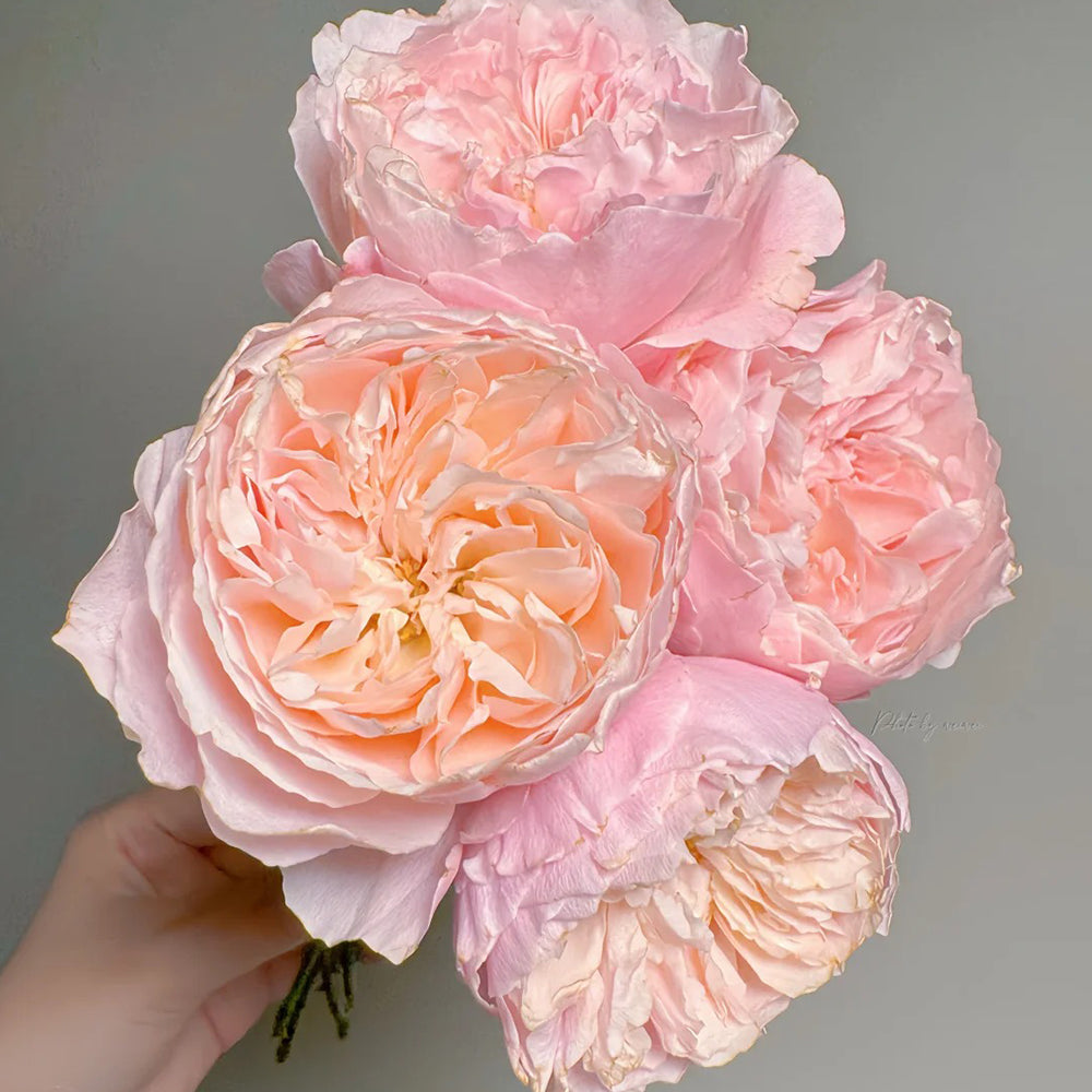 Puff Manor Florist Shrub Rose