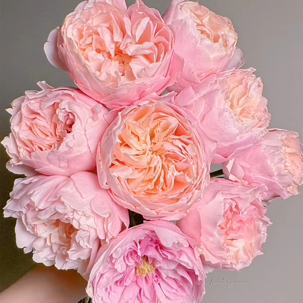Puff Manor Florist Shrub Rose