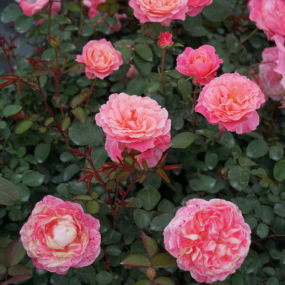 Puff Manor Florist Shrub Rose