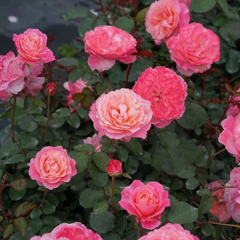 Puff Manor Florist Shrub Rose