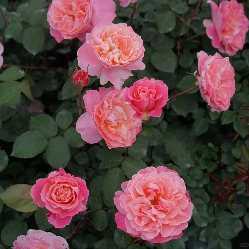 Puff Manor Florist Shrub Rose