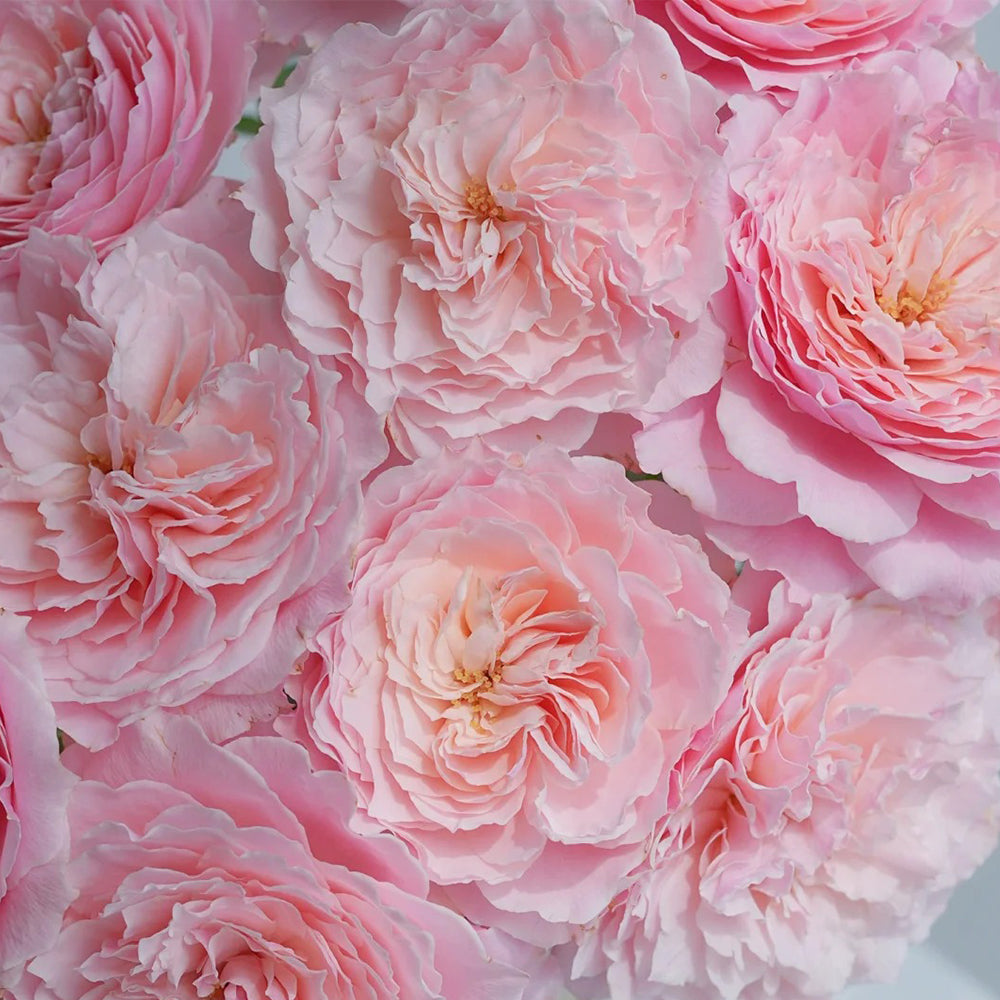 Puff Manor Florist Shrub Rose