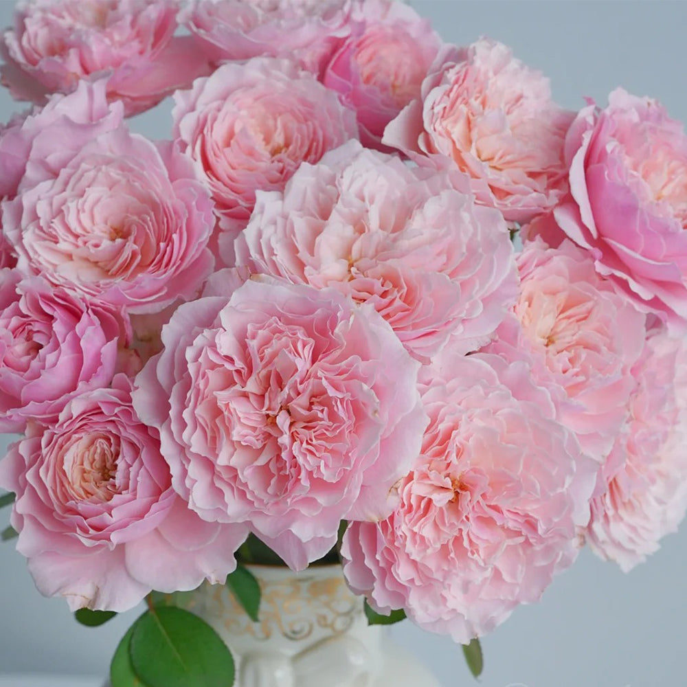 Puff Manor Florist Shrub Rose
