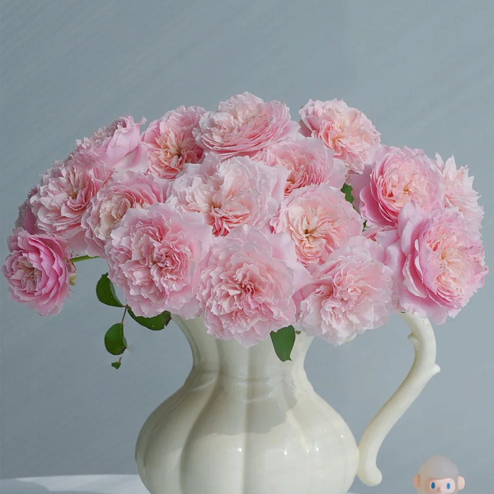 Puff Manor Florist Shrub Rose
