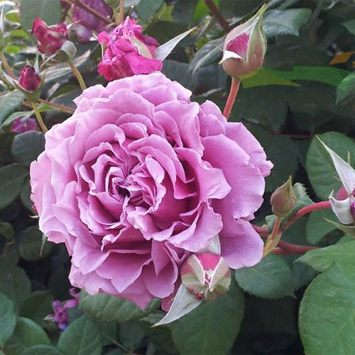 Purple Dream Japanese Florist Shrub Rose