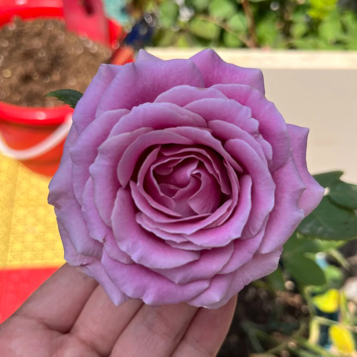 Purple Dream Japanese Florist Shrub Rose