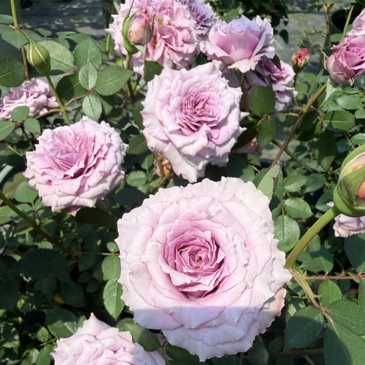 Purple Dream Japanese Florist Shrub Rose