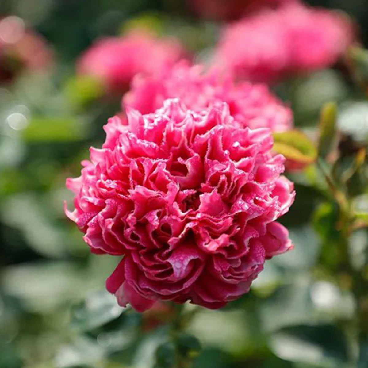Purple Mist Chinese Florist Shrub Rose