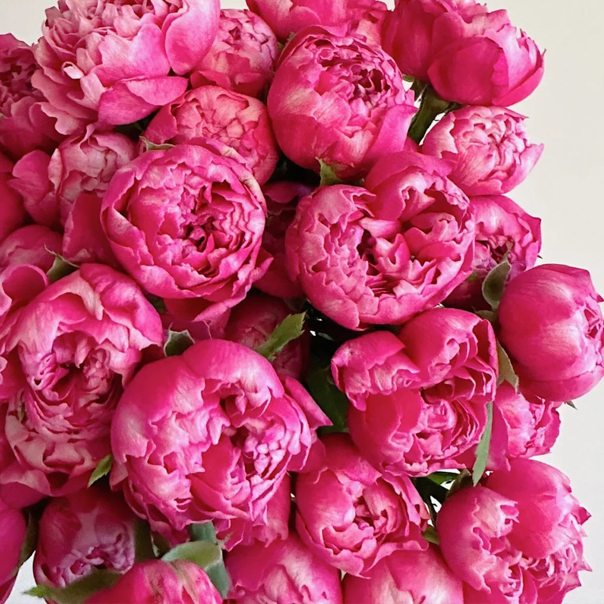 Purple Mist Chinese Florist Shrub Rose
