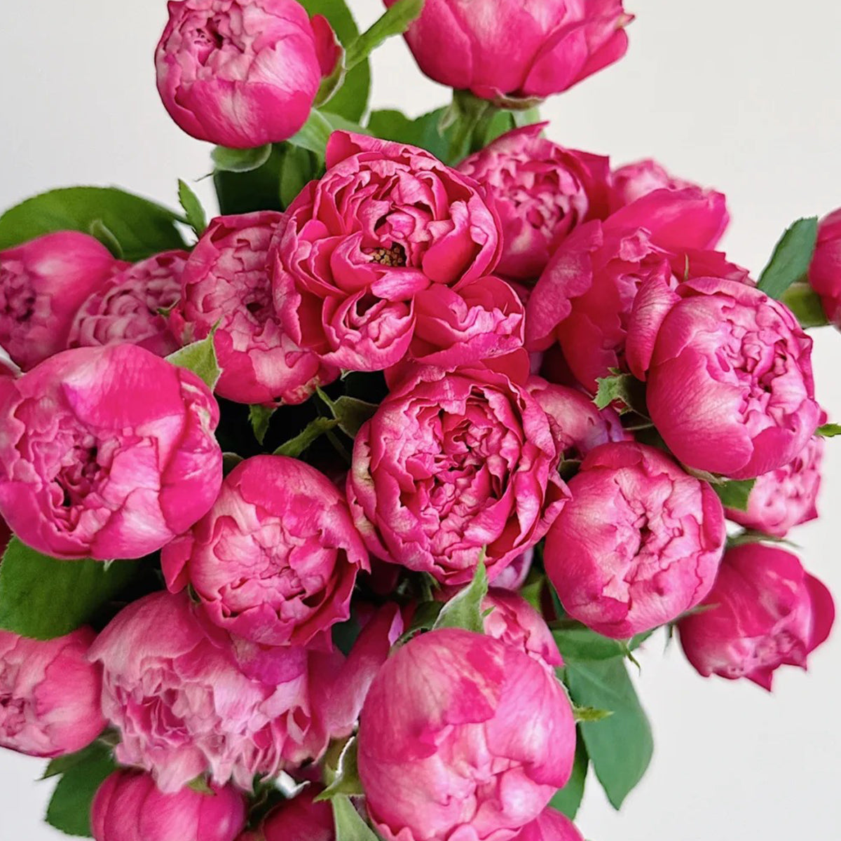 Purple Mist Chinese Florist Shrub Rose
