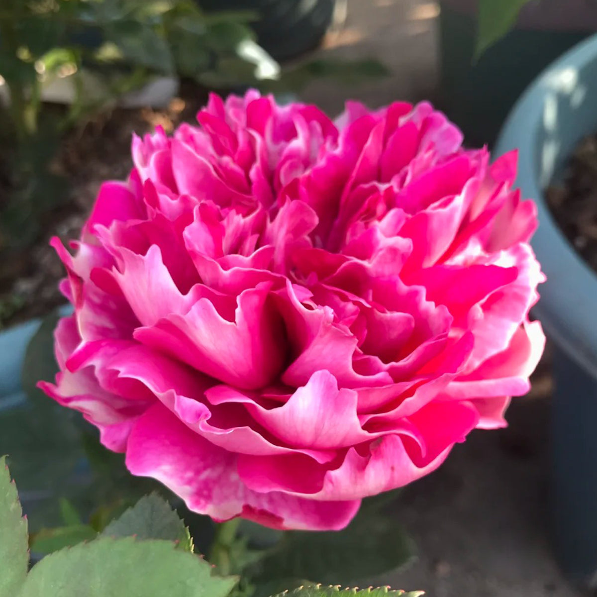 Purple Mist Chinese Florist Shrub Rose