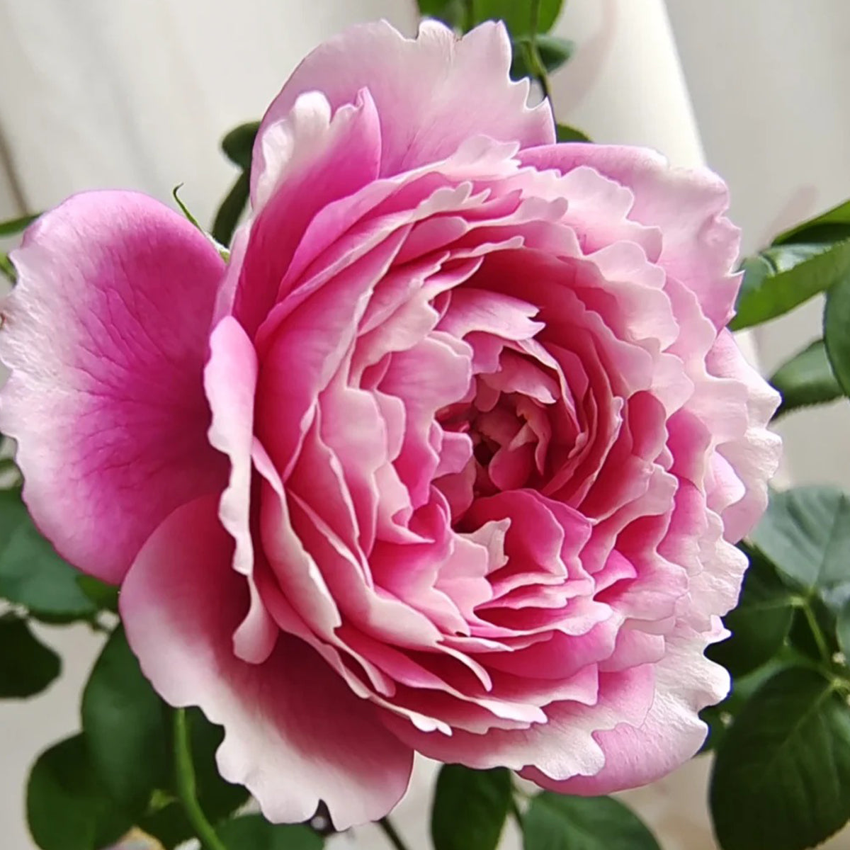 Purple Mist Chinese Florist Shrub Rose