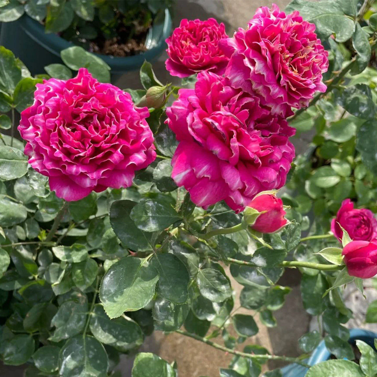 Purple Mist Chinese Florist Shrub Rose