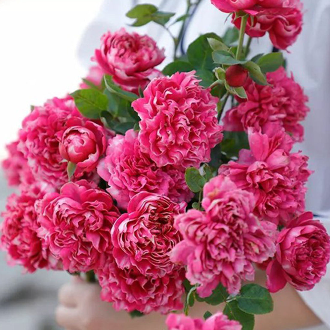 Purple Mist Chinese Florist Shrub Rose