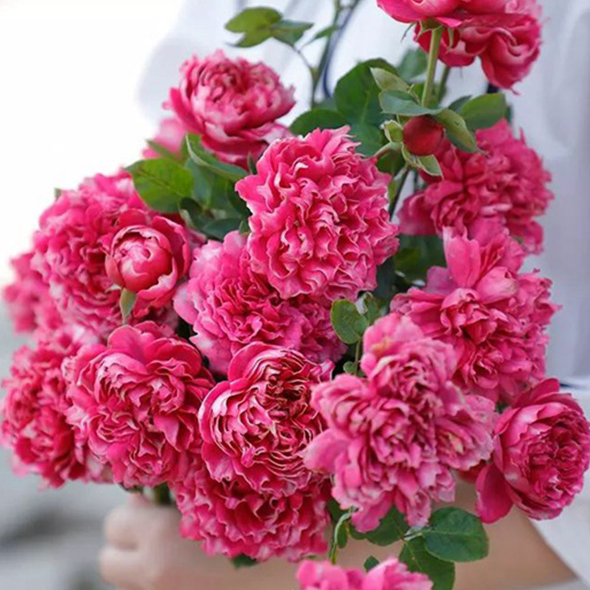 Purple Mist Chinese Florist Shrub Rose