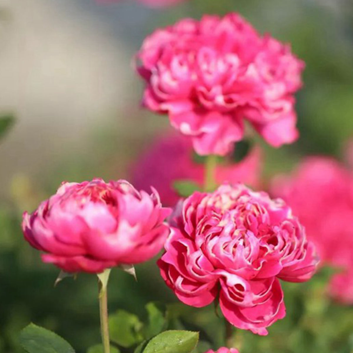 Purple Mist Chinese Florist Shrub Rose