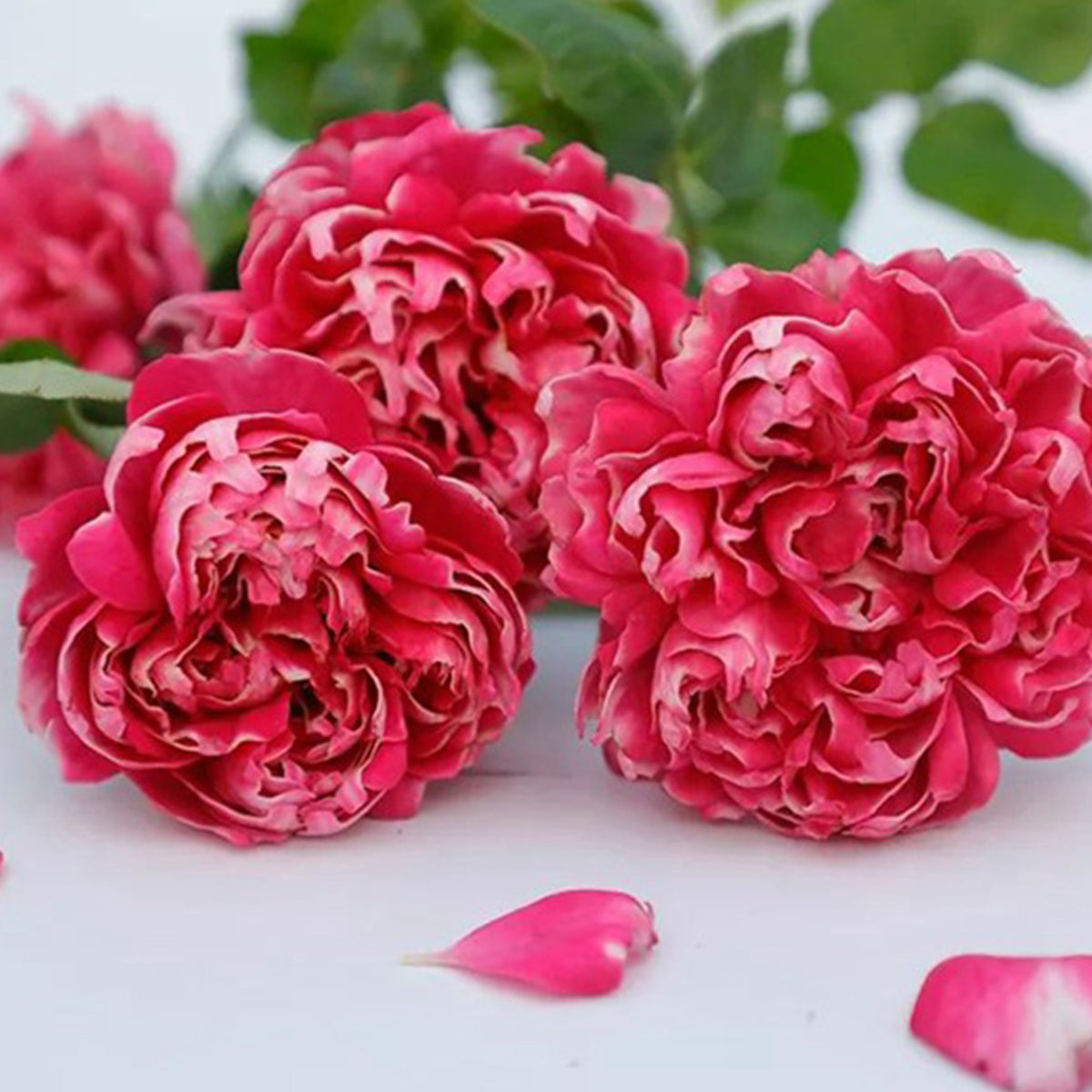 Purple Mist Chinese Florist Shrub Rose