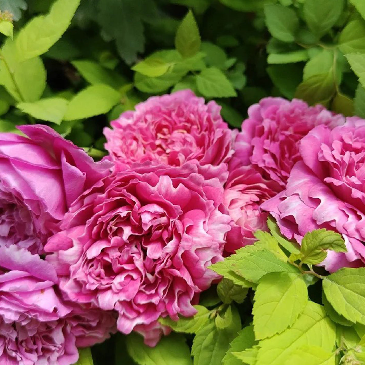 Purple Mist Chinese Florist Shrub Rose