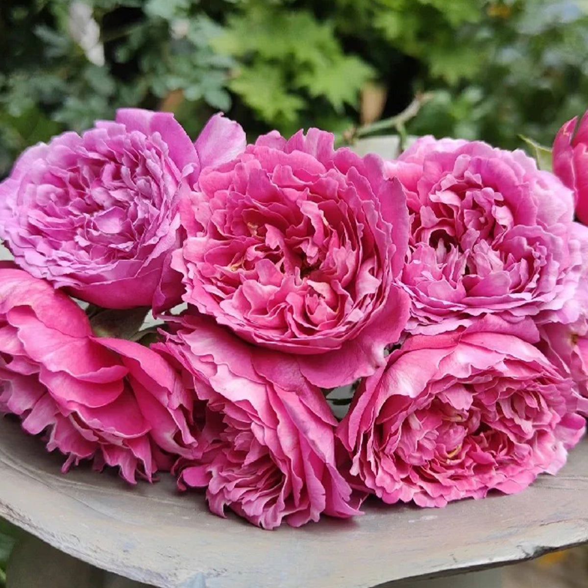 Purple Mist Chinese Florist Shrub Rose