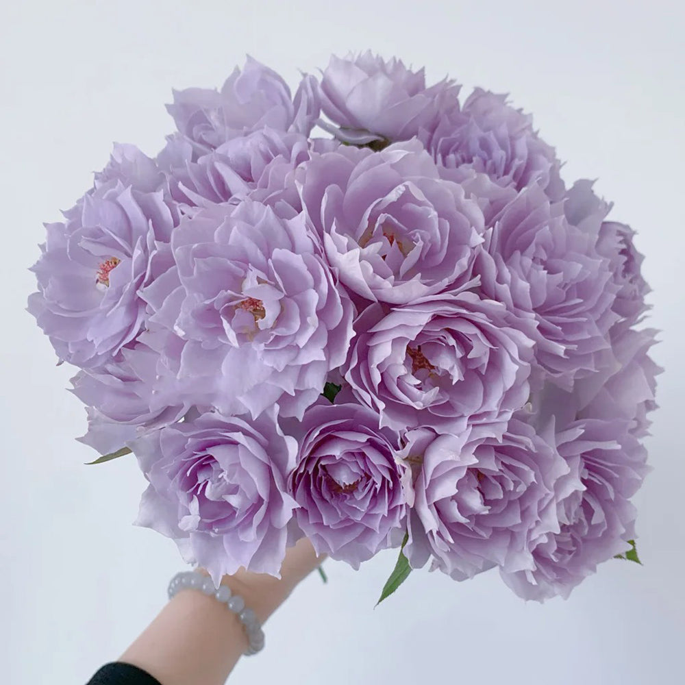 Purple Moonlight Chinese Florist Shrub Rose