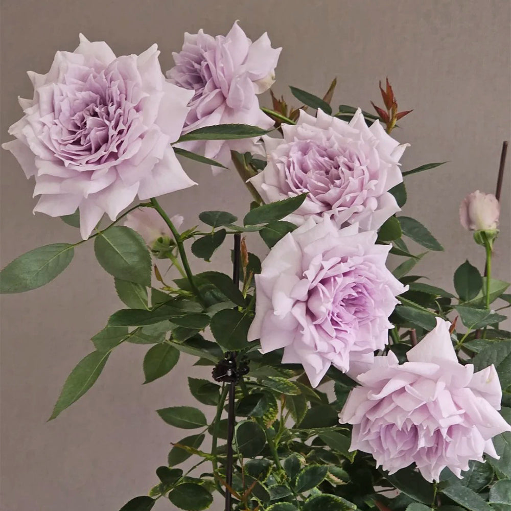 Purple Moonlight Chinese Florist Shrub Rose
