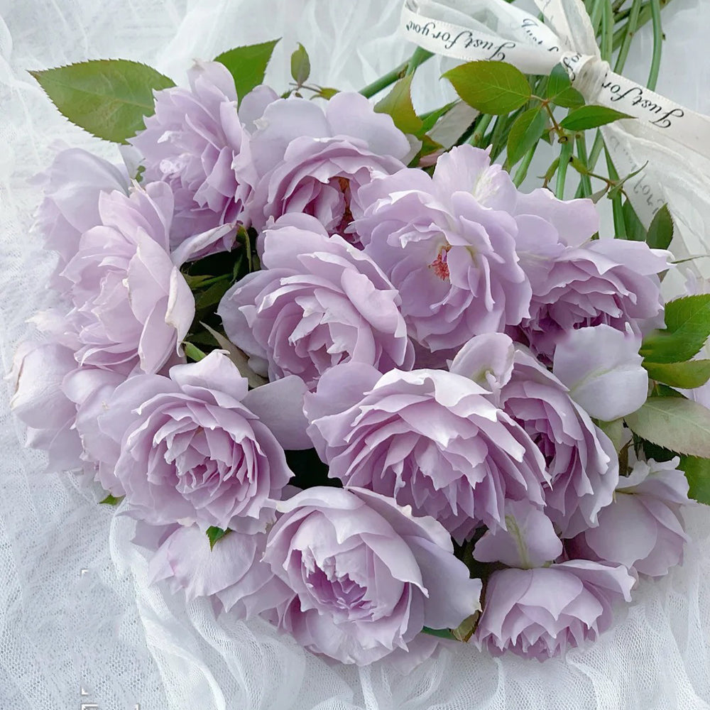 Purple Moonlight Chinese Florist Shrub Rose