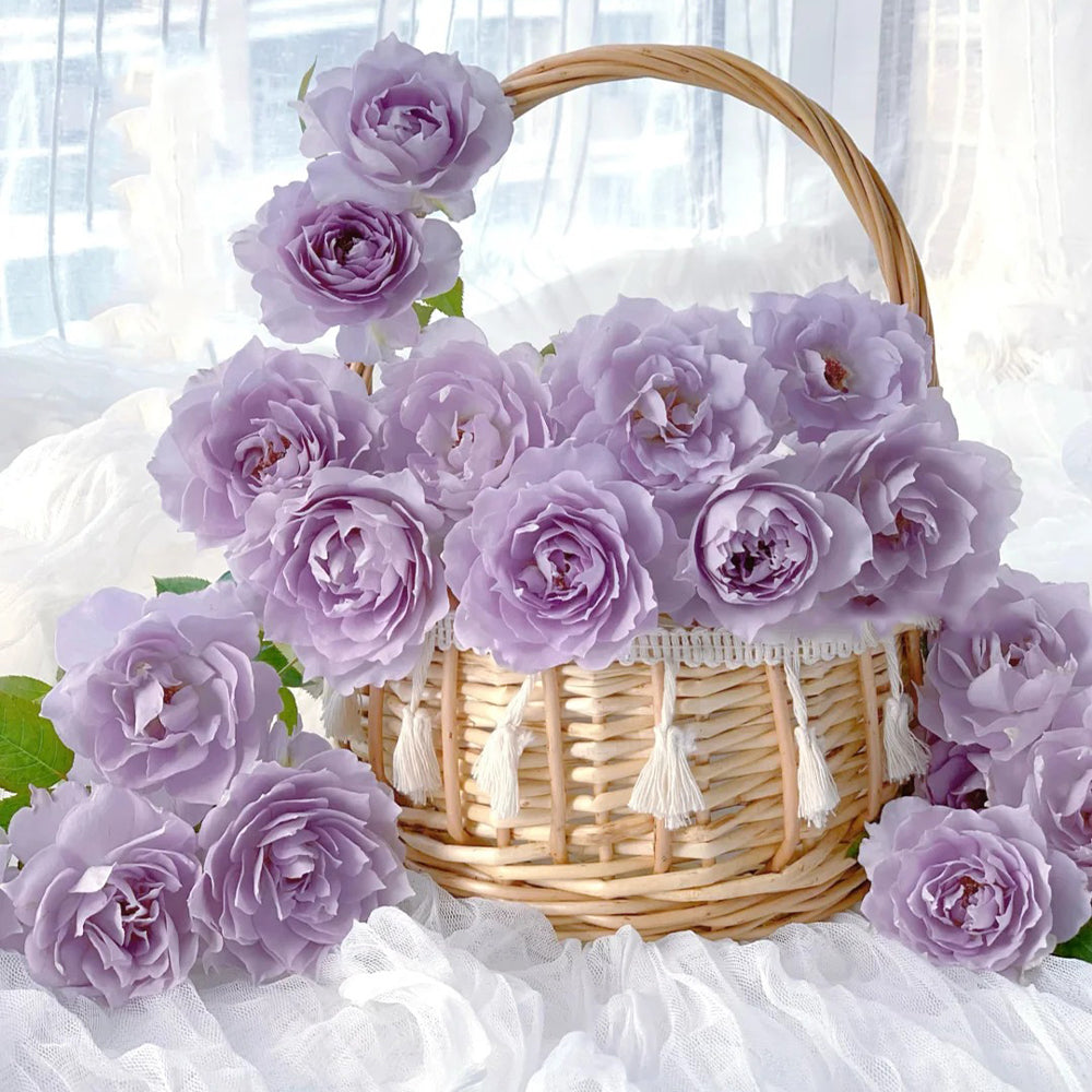Purple Moonlight Chinese Florist Shrub Rose