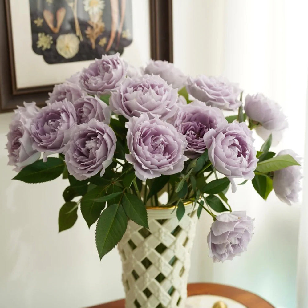 Purple Moonlight Chinese Florist Shrub Rose