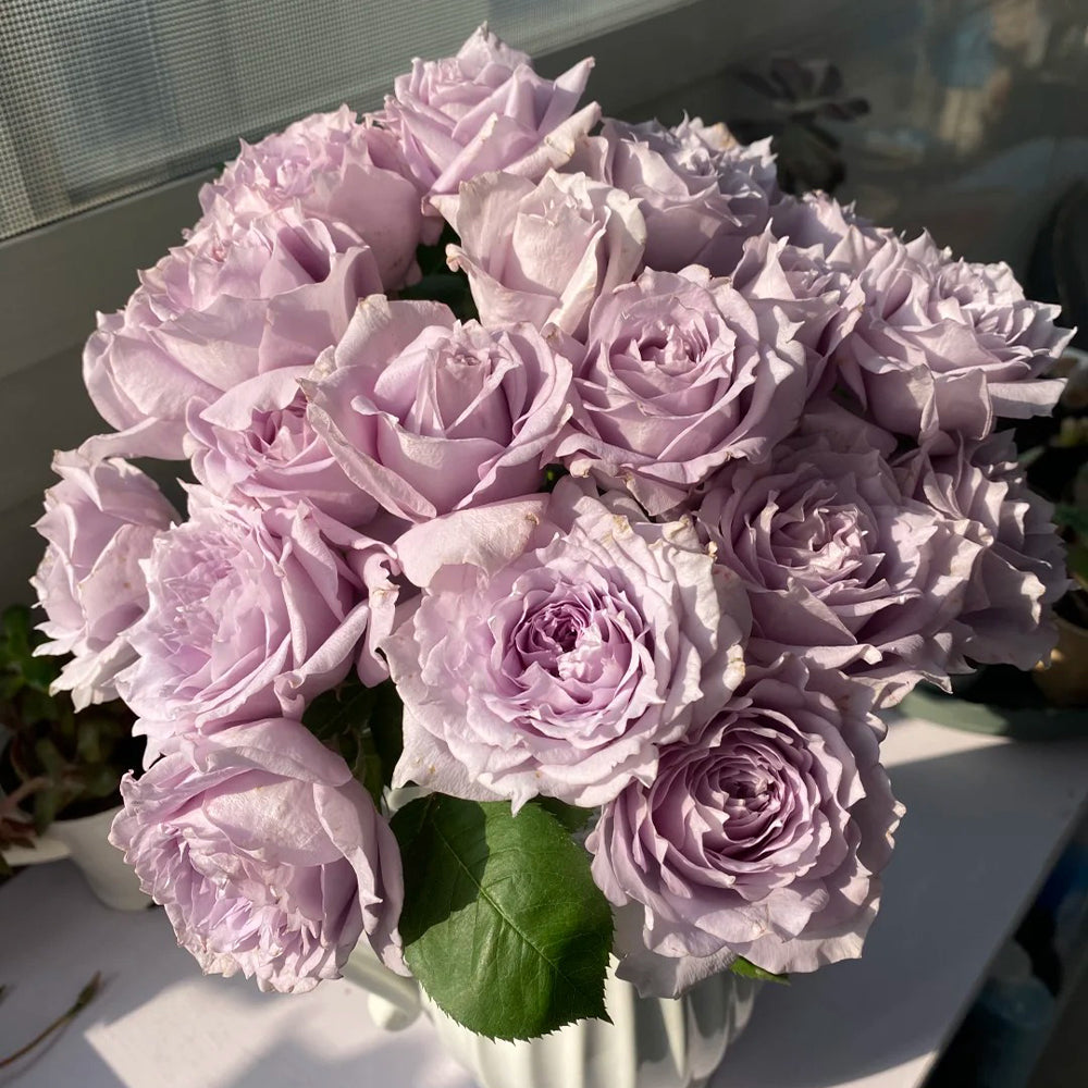 Purple Moonlight Chinese Florist Shrub Rose