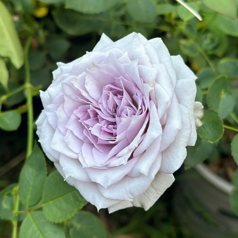 Purple Moonlight Chinese Florist Shrub Rose