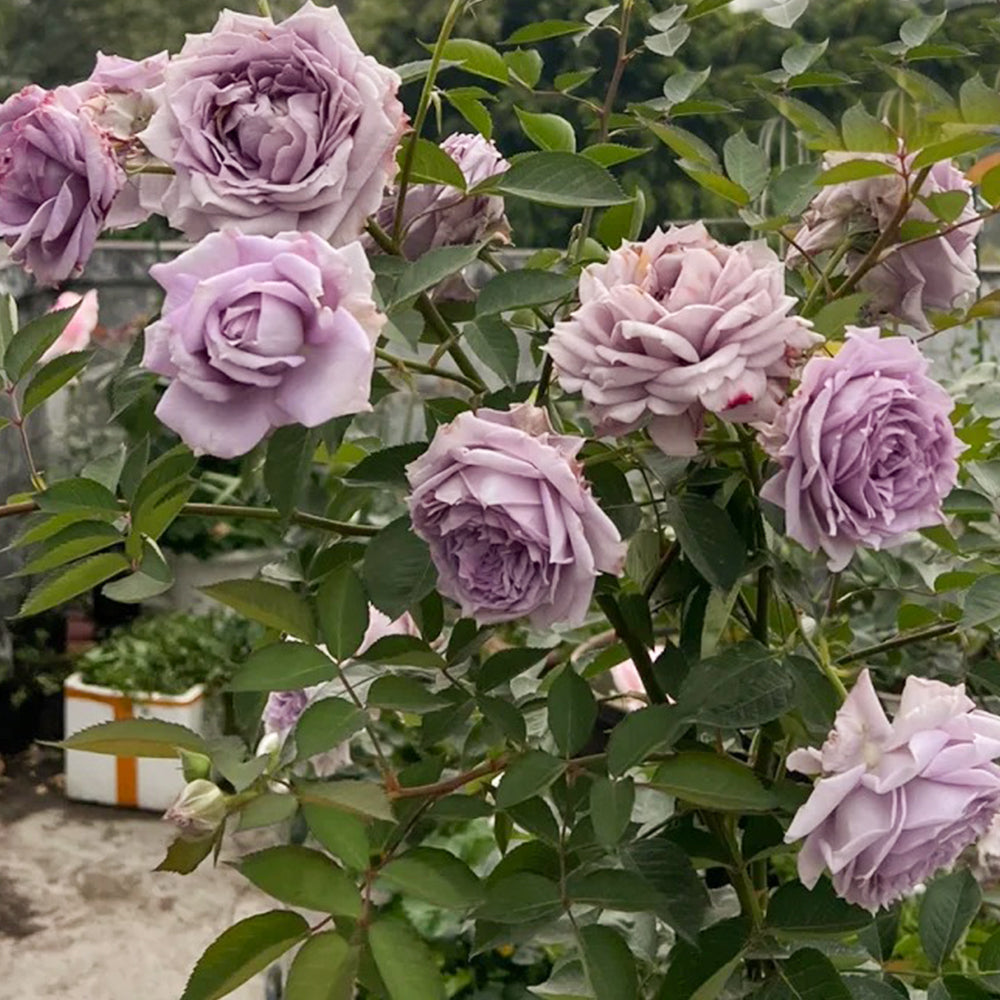 Purple Moonlight Chinese Florist Shrub Rose