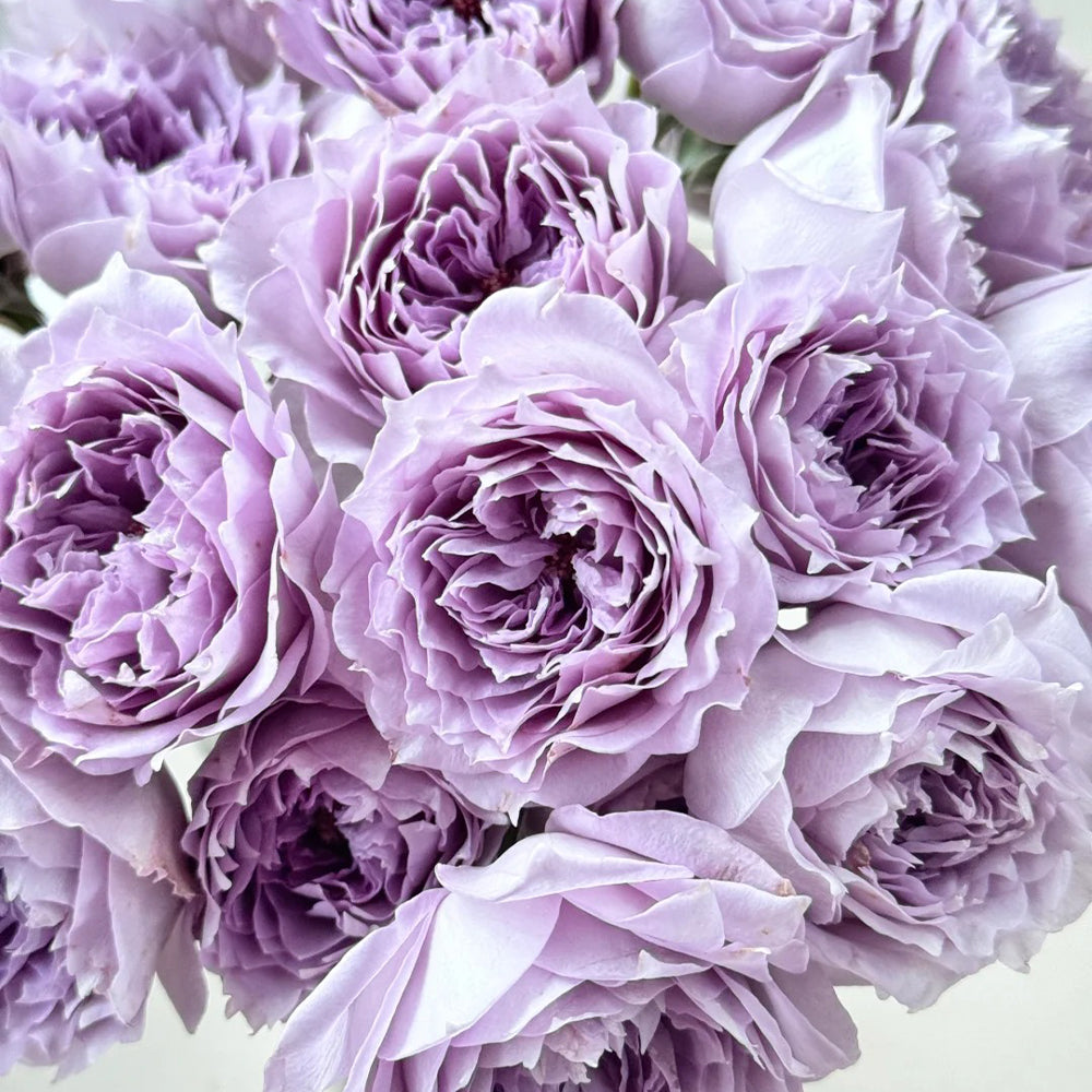 Purple Moonlight Chinese Florist Shrub Rose