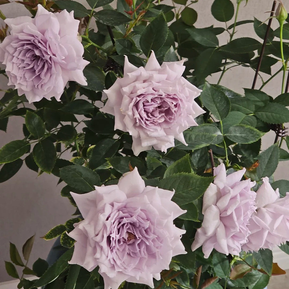 Purple Moonlight Chinese Florist Shrub Rose