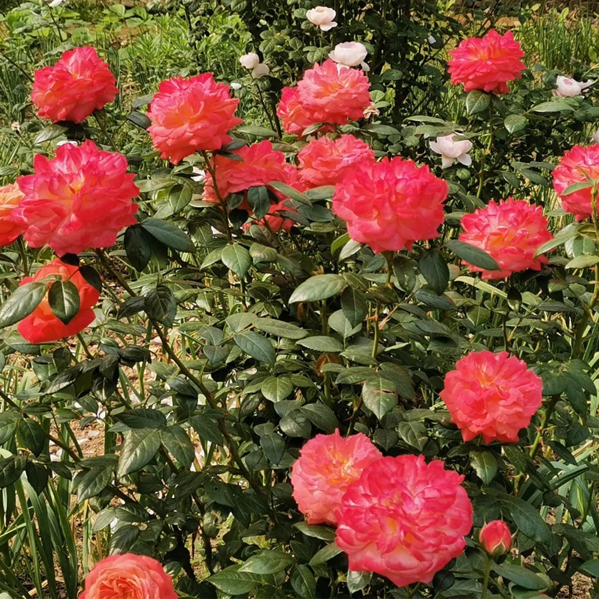 Queen of Hearts German Garden Shrub Rose