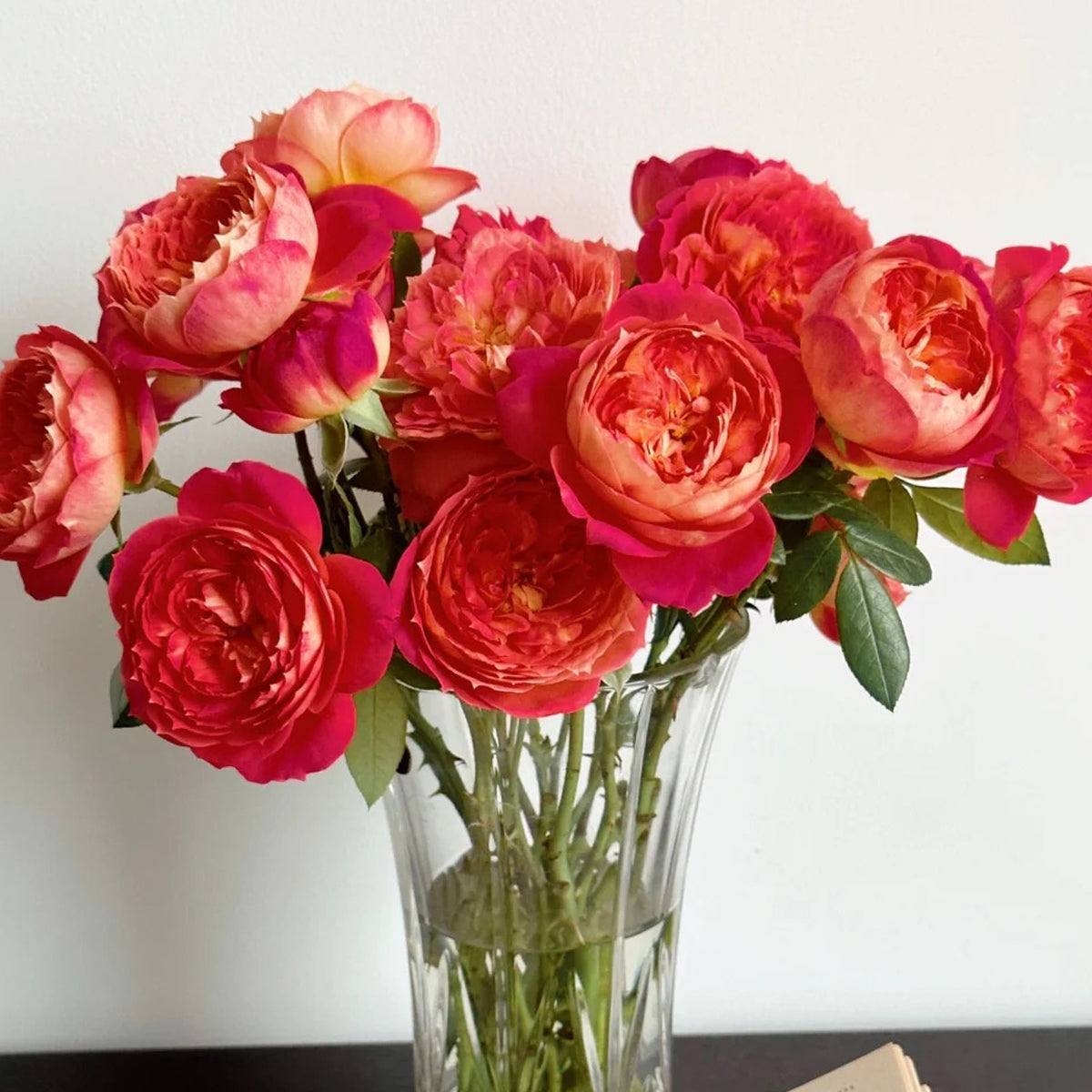 Queen of Hearts German Garden Shrub Rose