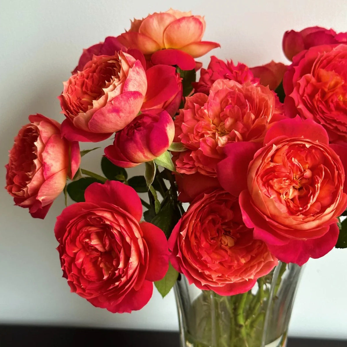 Queen of Hearts German Garden Shrub Rose