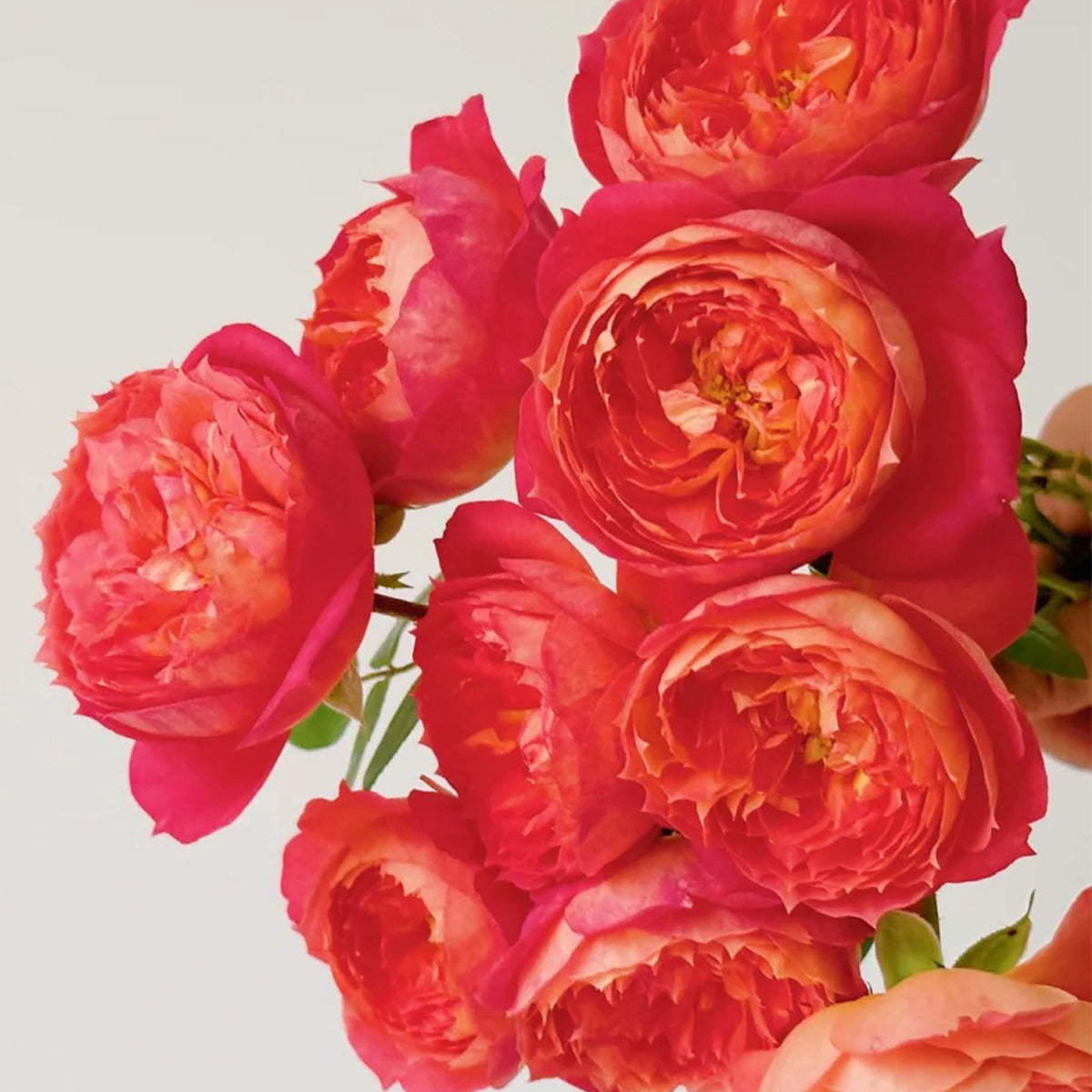 Queen of Hearts German Garden Shrub Rose