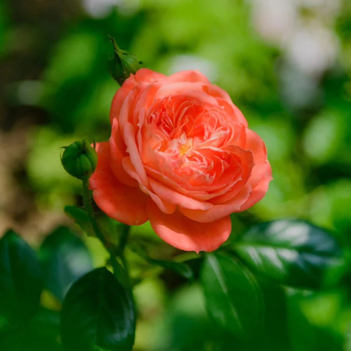 Queen of Hearts German Garden Shrub Rose