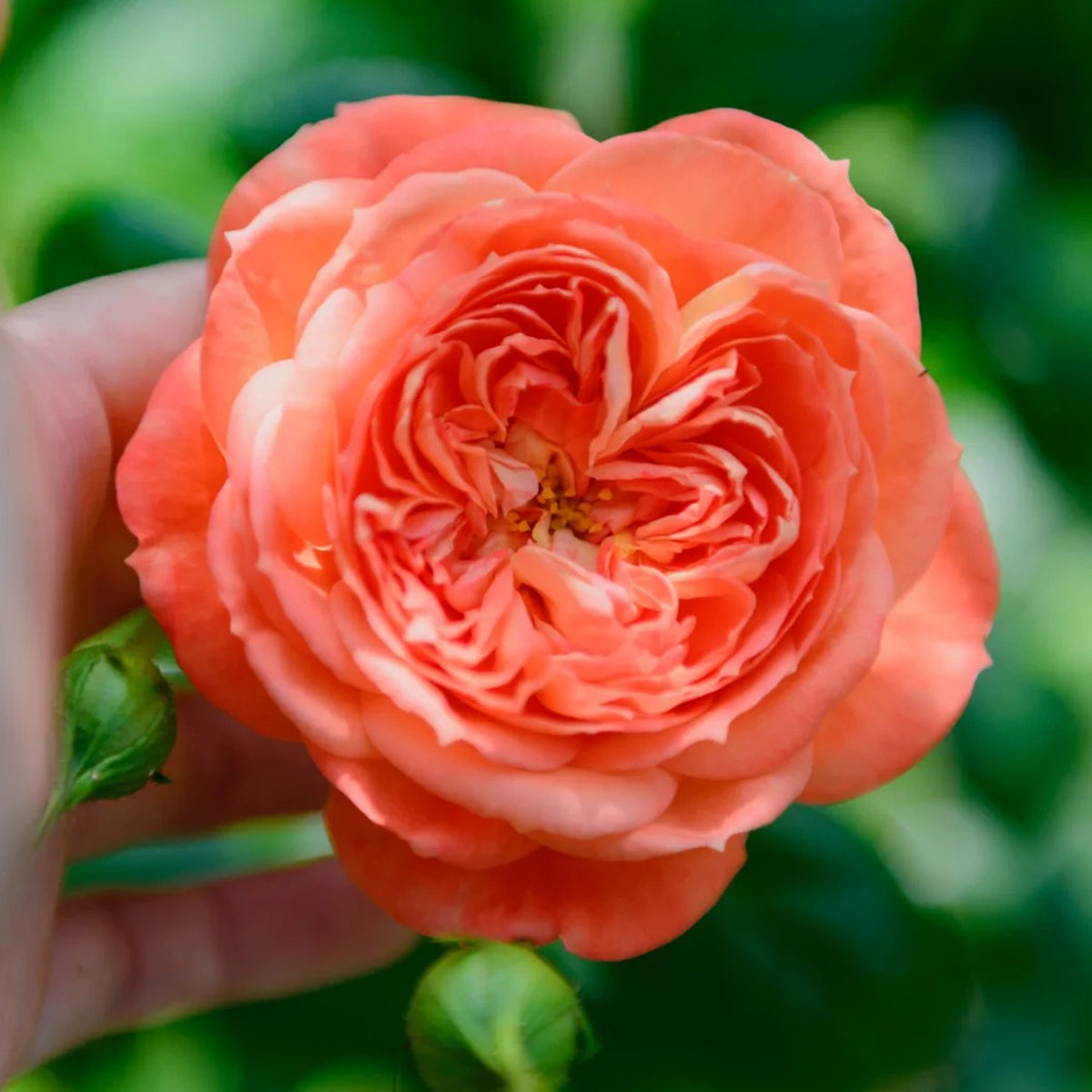Queen of Hearts German Garden Shrub Rose