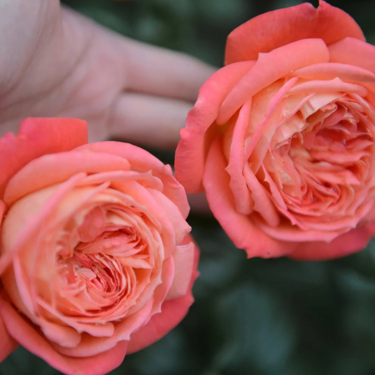 Queen of Hearts German Garden Shrub Rose