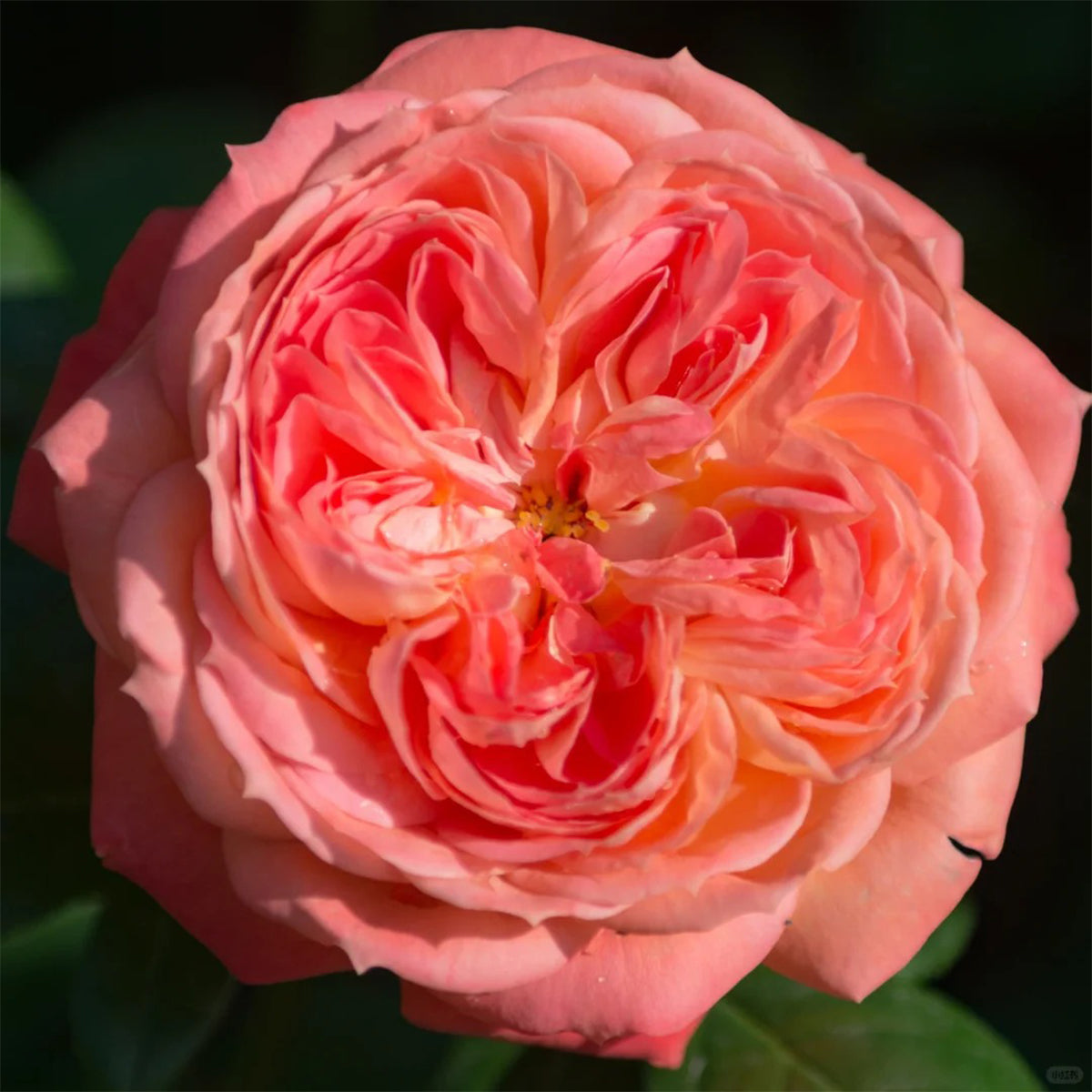Queen of Hearts German Garden Shrub Rose