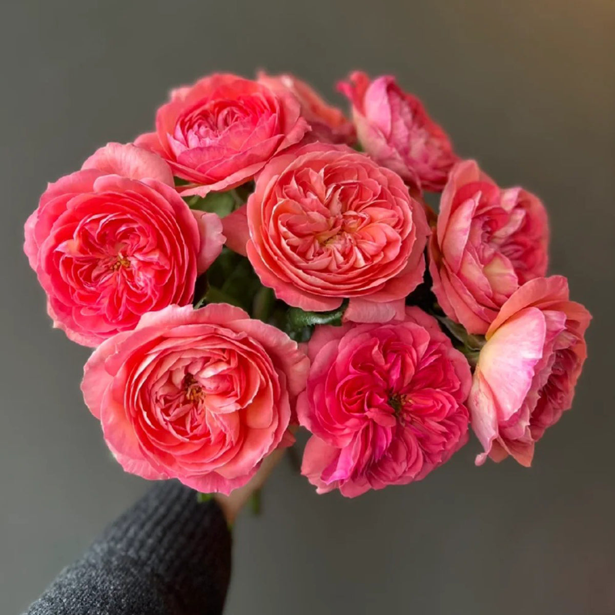 Queen of Hearts German Garden Shrub Rose