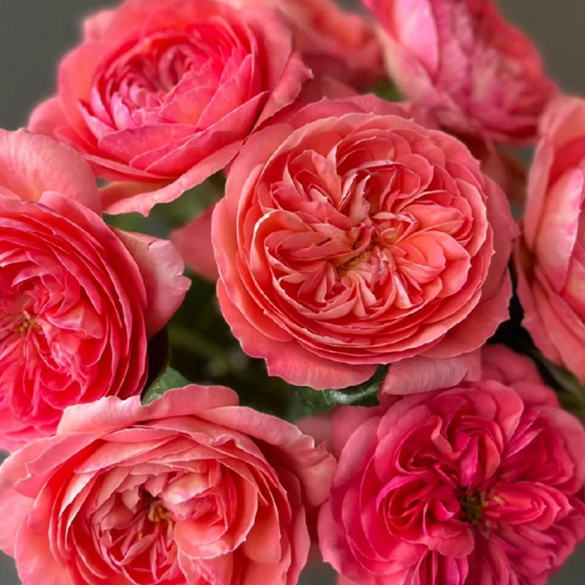 Queen of Hearts German Garden Shrub Rose