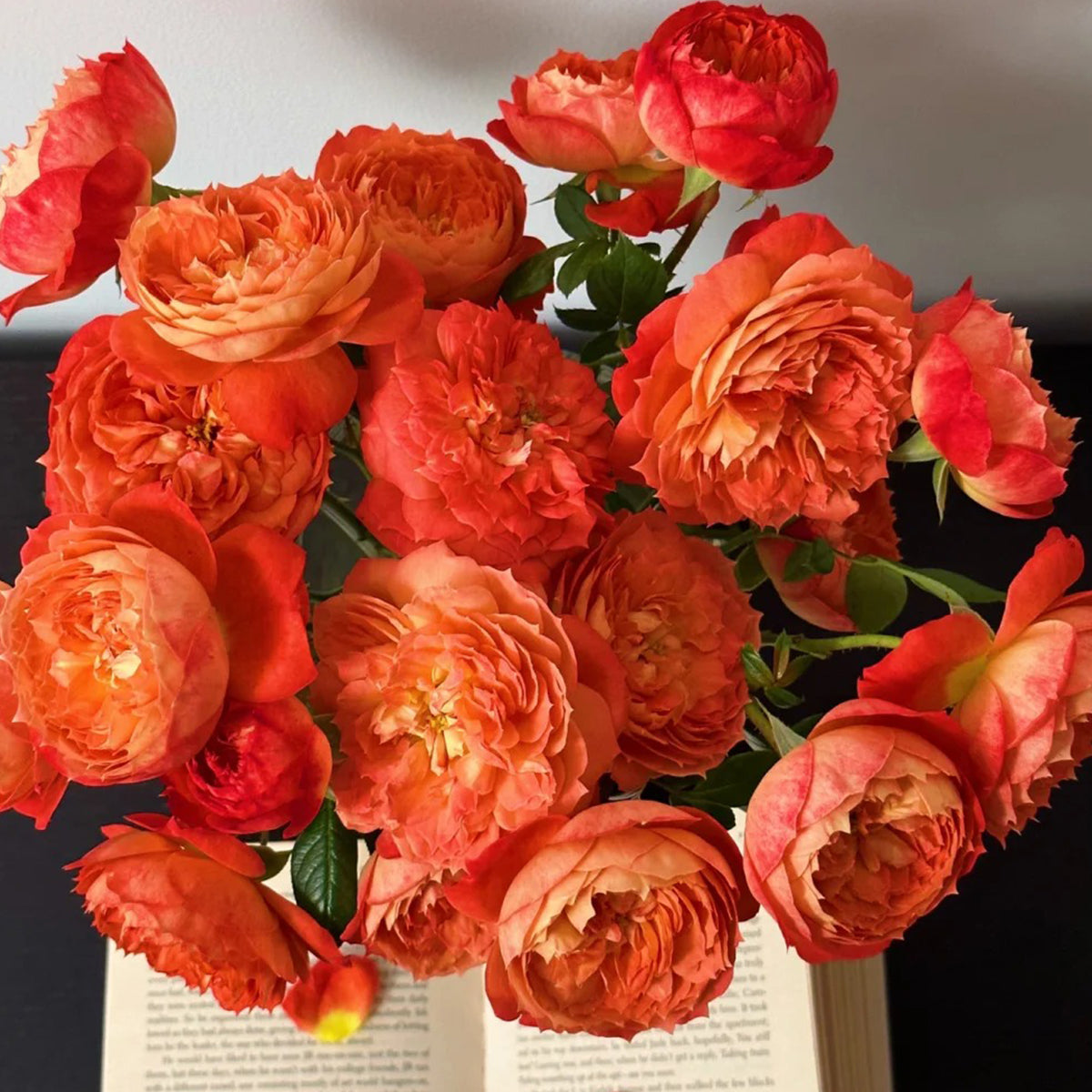 Queen of Hearts German Garden Shrub Rose