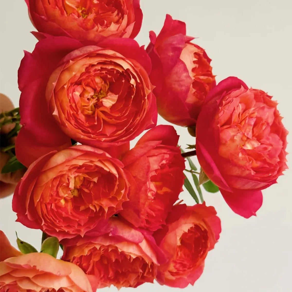 Queen of Hearts German Garden Shrub Rose