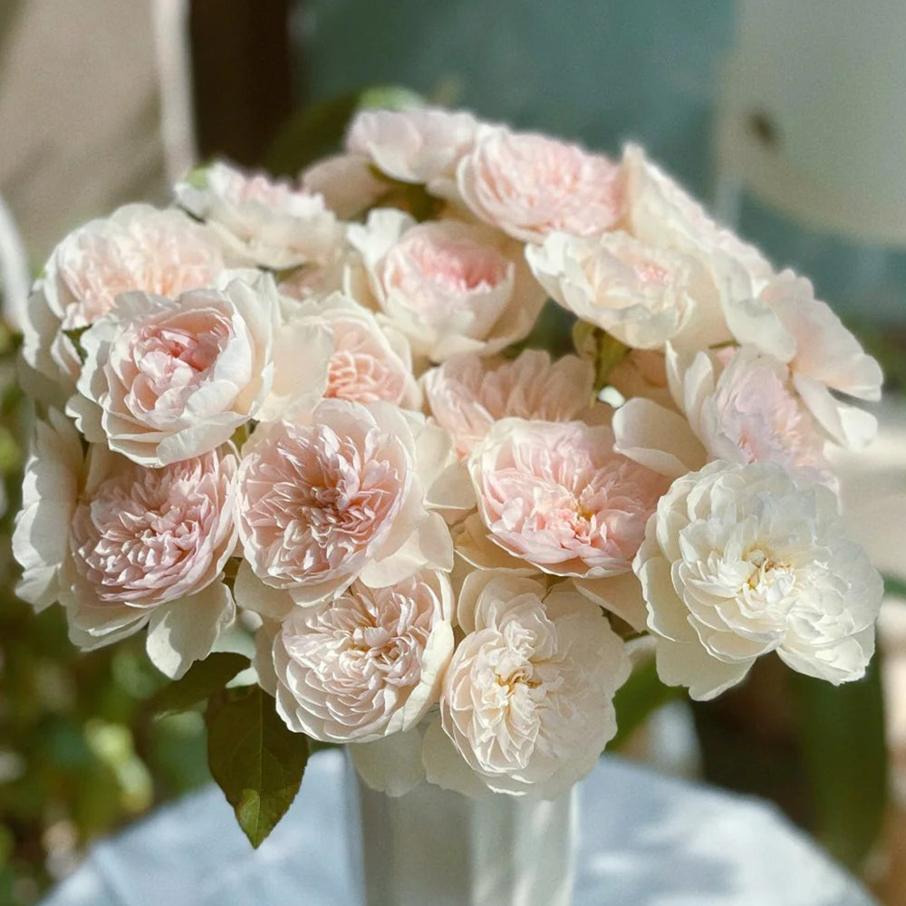 Queen of the Elves Japanese Florist Shrub Rose