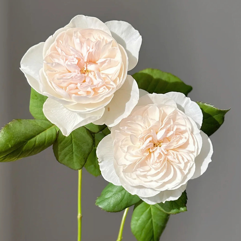 Queen of the Elves Japanese Florist Shrub Rose